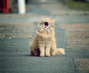 Screenshot №1 pro téma Funny Yawning Cat 176x144