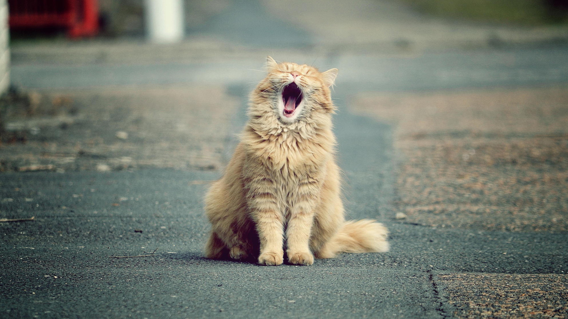 Обои Funny Yawning Cat 1920x1080
