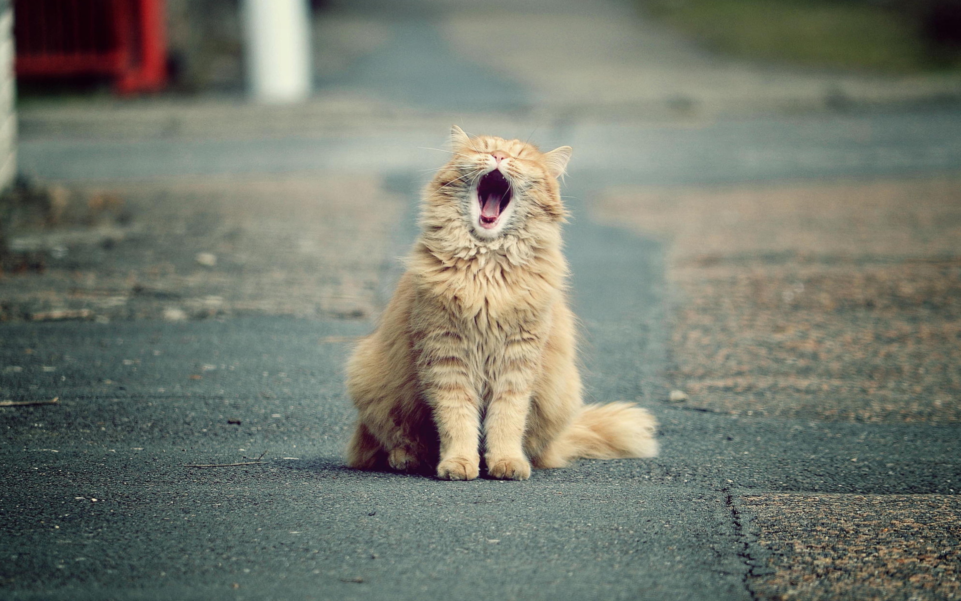 Обои Funny Yawning Cat 1920x1200