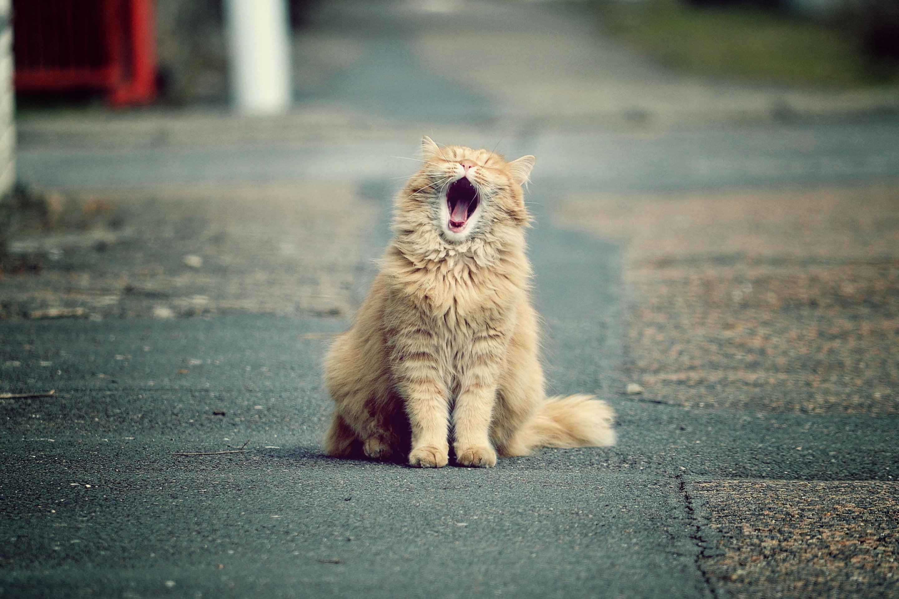 Fondo de pantalla Funny Yawning Cat 2880x1920