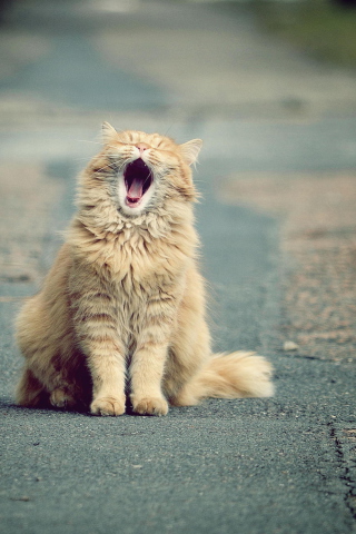 Funny Yawning Cat wallpaper 320x480