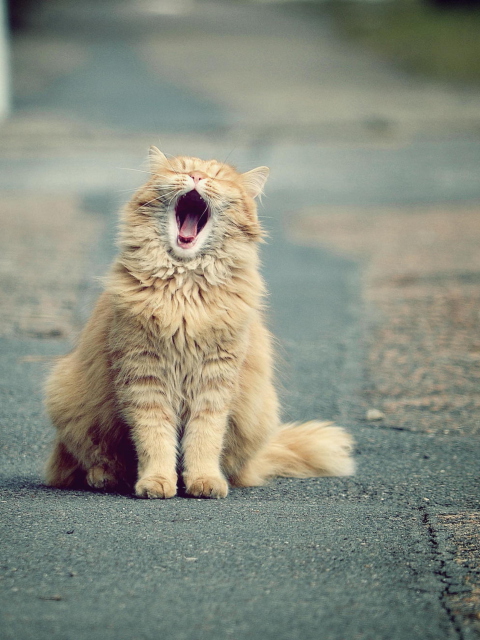 Sfondi Funny Yawning Cat 480x640