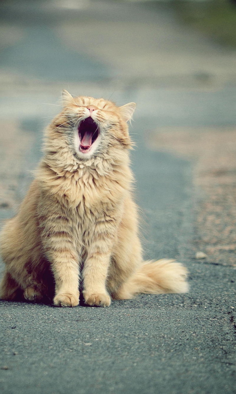 Обои Funny Yawning Cat 480x800