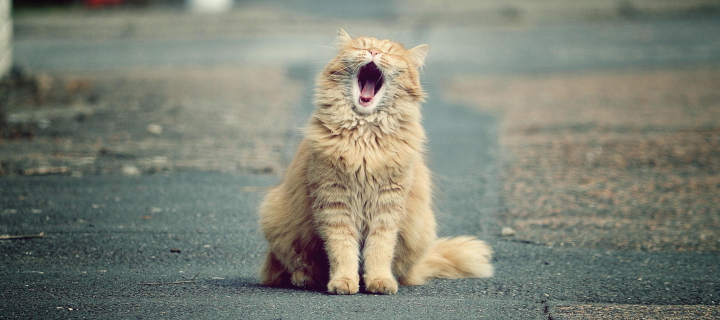 Обои Funny Yawning Cat 720x320