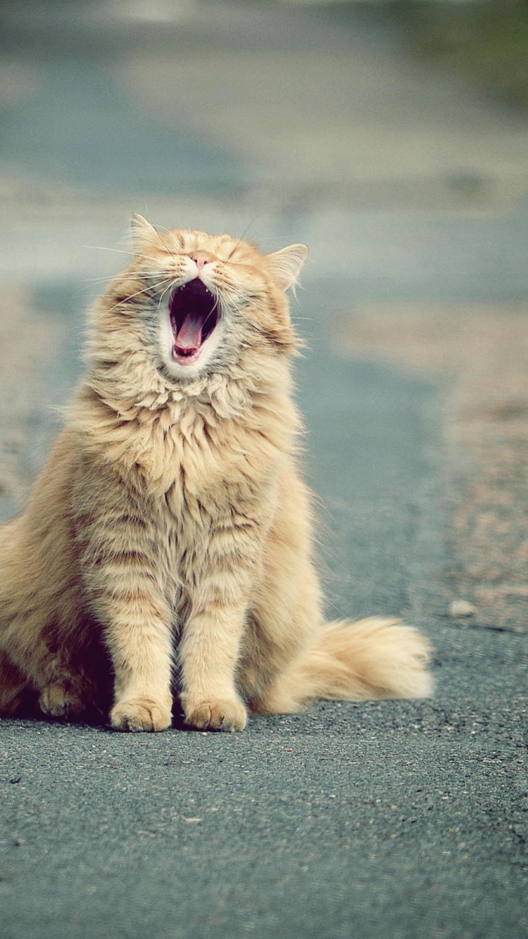 Das Funny Yawning Cat Wallpaper 750x1334