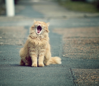 Kostenloses Funny Yawning Cat Wallpaper für 128x128
