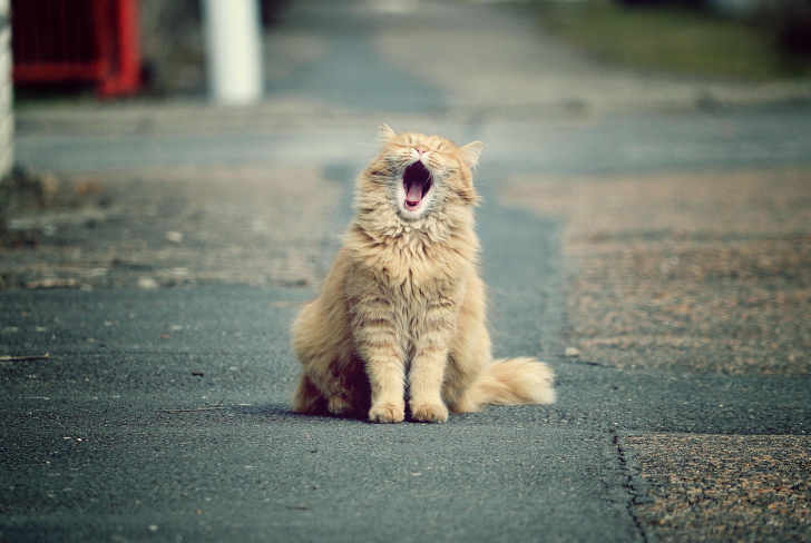Обои Funny Yawning Cat