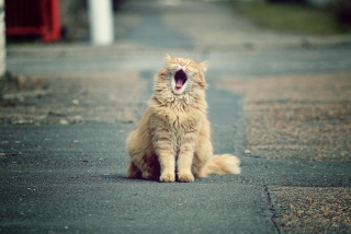 Funny Yawning Cat Wallpaper for Android, iPhone and iPad