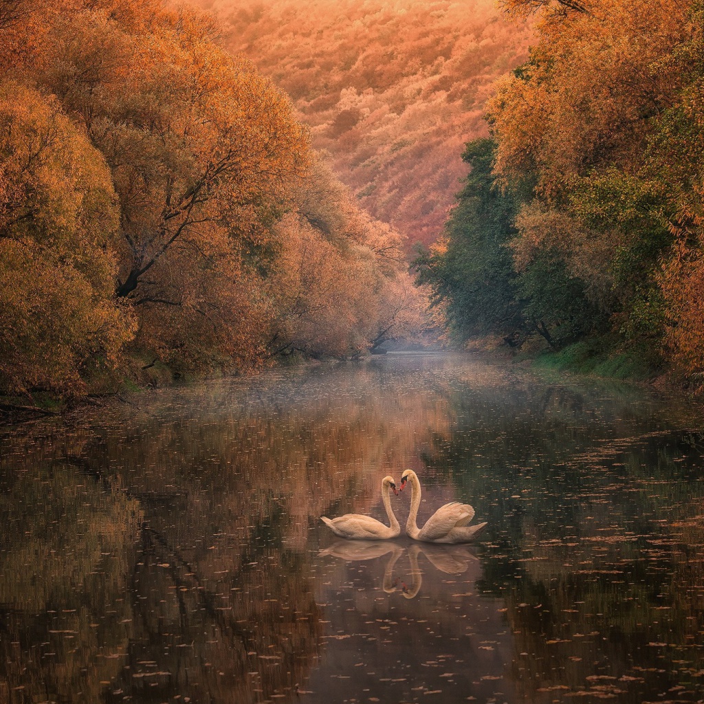 Das Swans on Autumn Lake Wallpaper 1024x1024