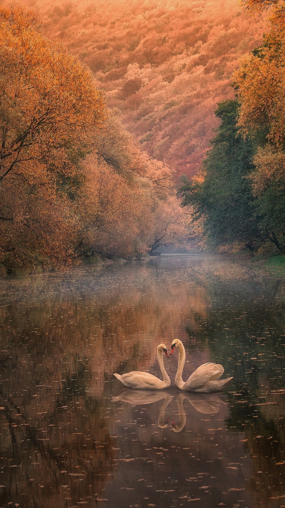 Swans on Autumn Lake wallpaper 1080x1920