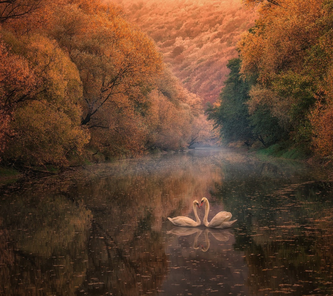 Swans on Autumn Lake wallpaper 1080x960