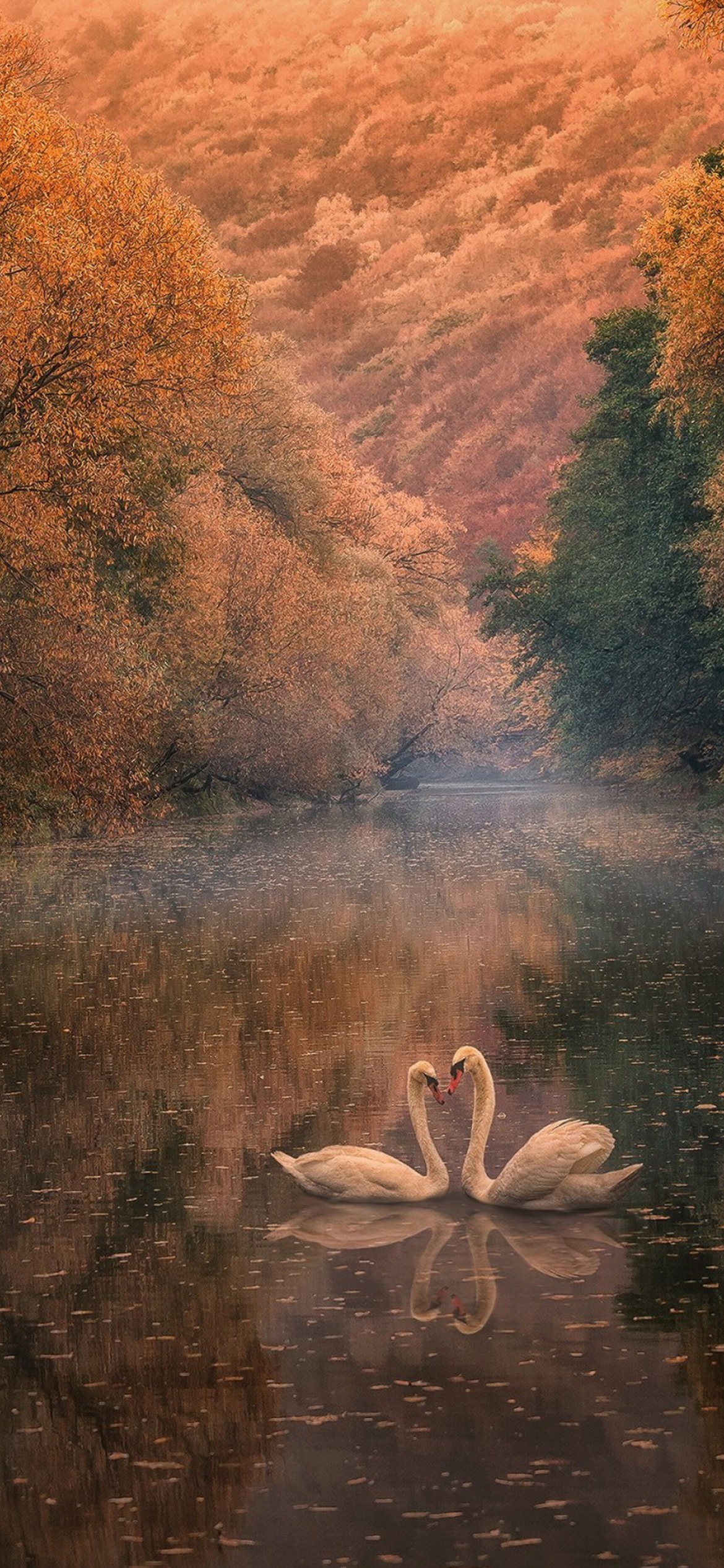 Обои Swans on Autumn Lake 1170x2532