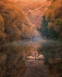 Das Swans on Autumn Lake Wallpaper 128x160