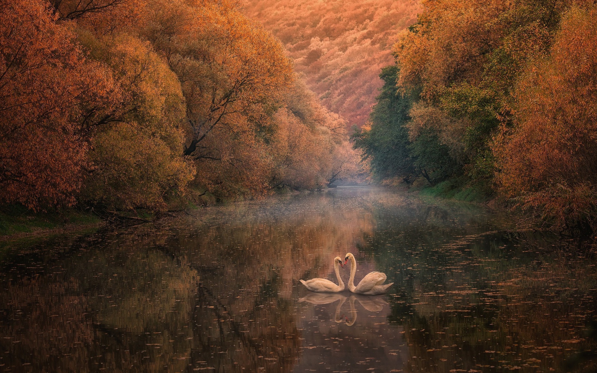 Обои Swans on Autumn Lake 1920x1200