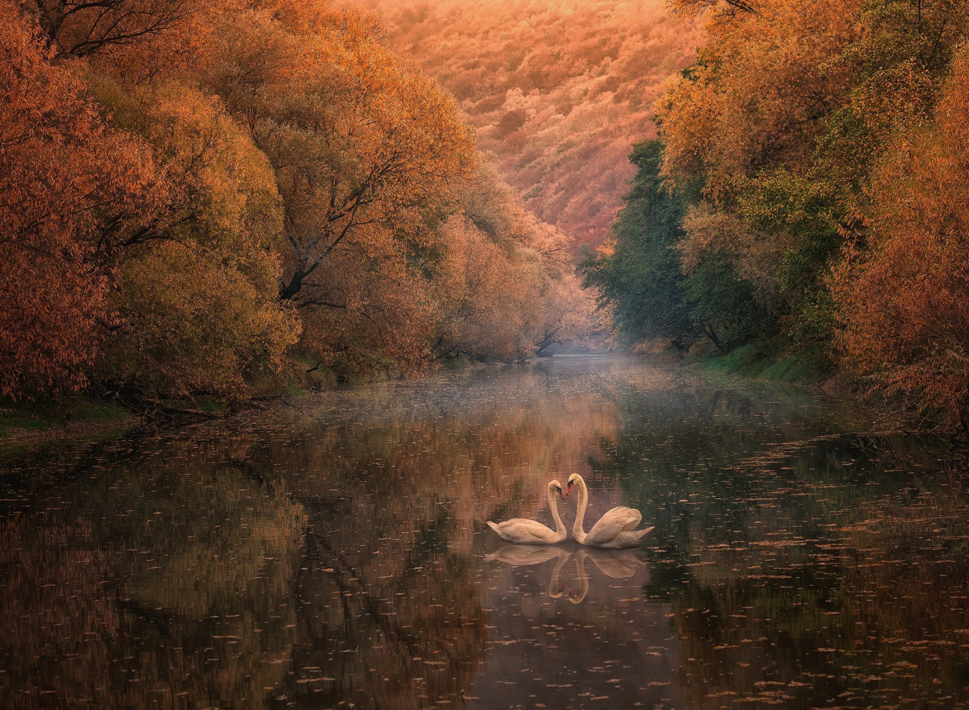 Swans on Autumn Lake wallpaper 1920x1408