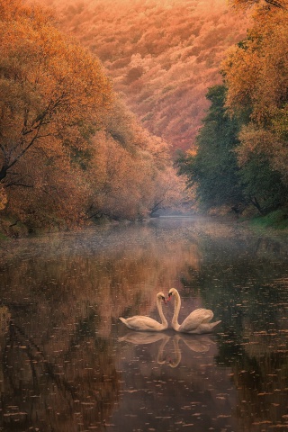 Das Swans on Autumn Lake Wallpaper 320x480