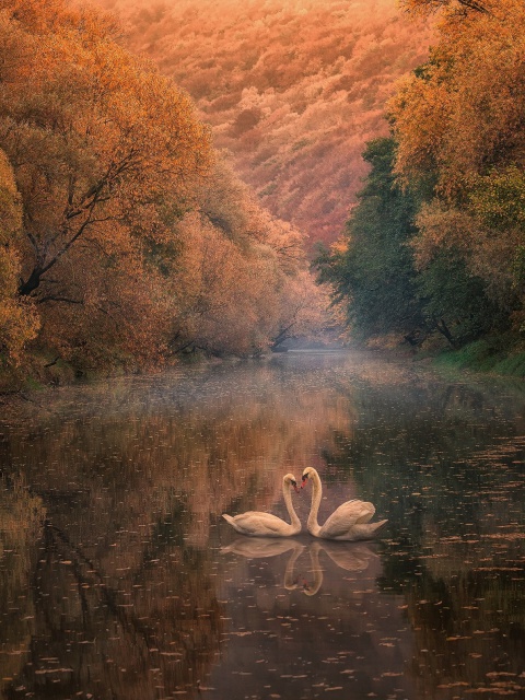 Das Swans on Autumn Lake Wallpaper 480x640