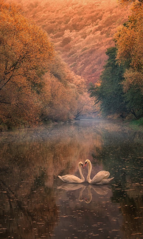 Swans on Autumn Lake wallpaper 480x800