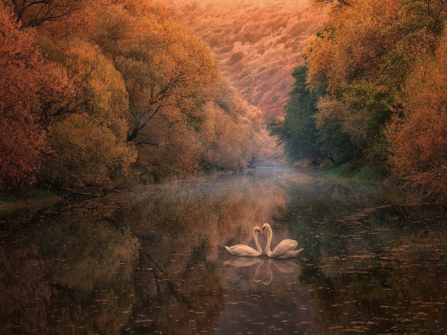 Das Swans on Autumn Lake Wallpaper 640x480