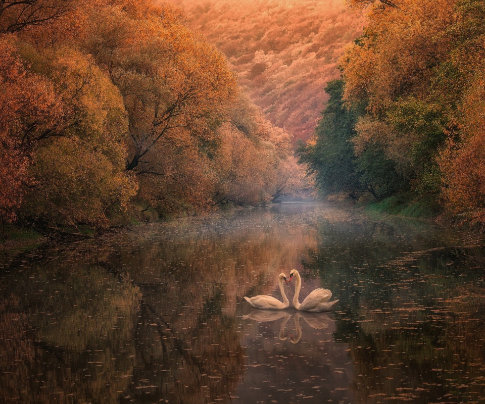 Das Swans on Autumn Lake Wallpaper 960x800