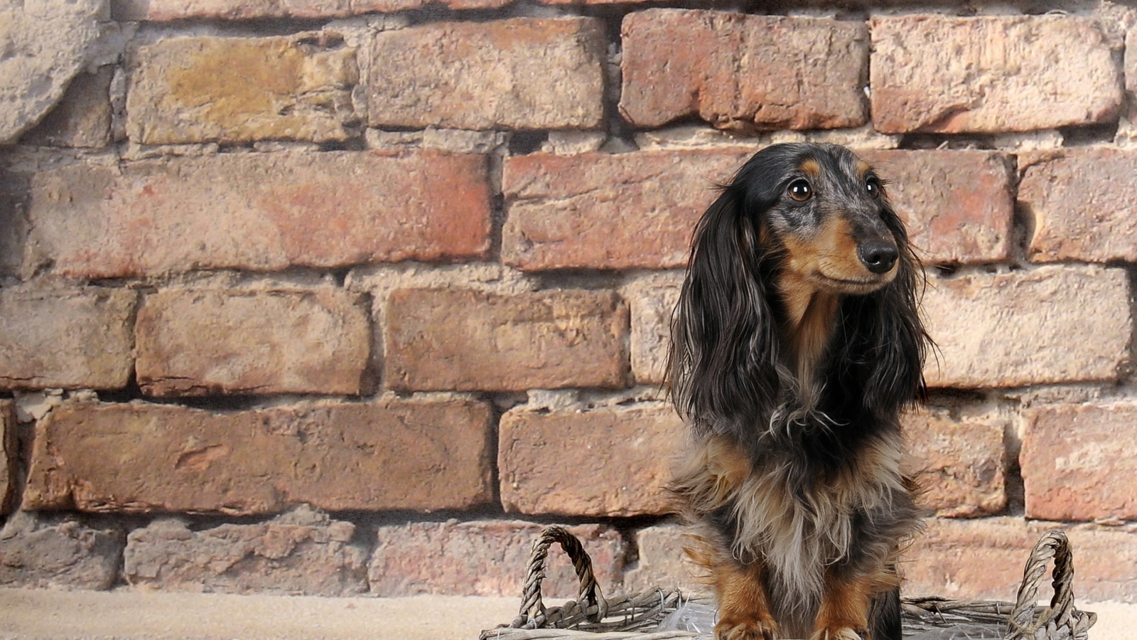 Funny Dog In Basket screenshot #1 1600x900