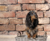 Das Funny Dog In Basket Wallpaper 176x144