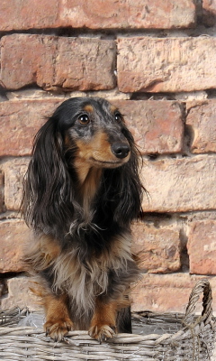 Funny Dog In Basket screenshot #1 240x400