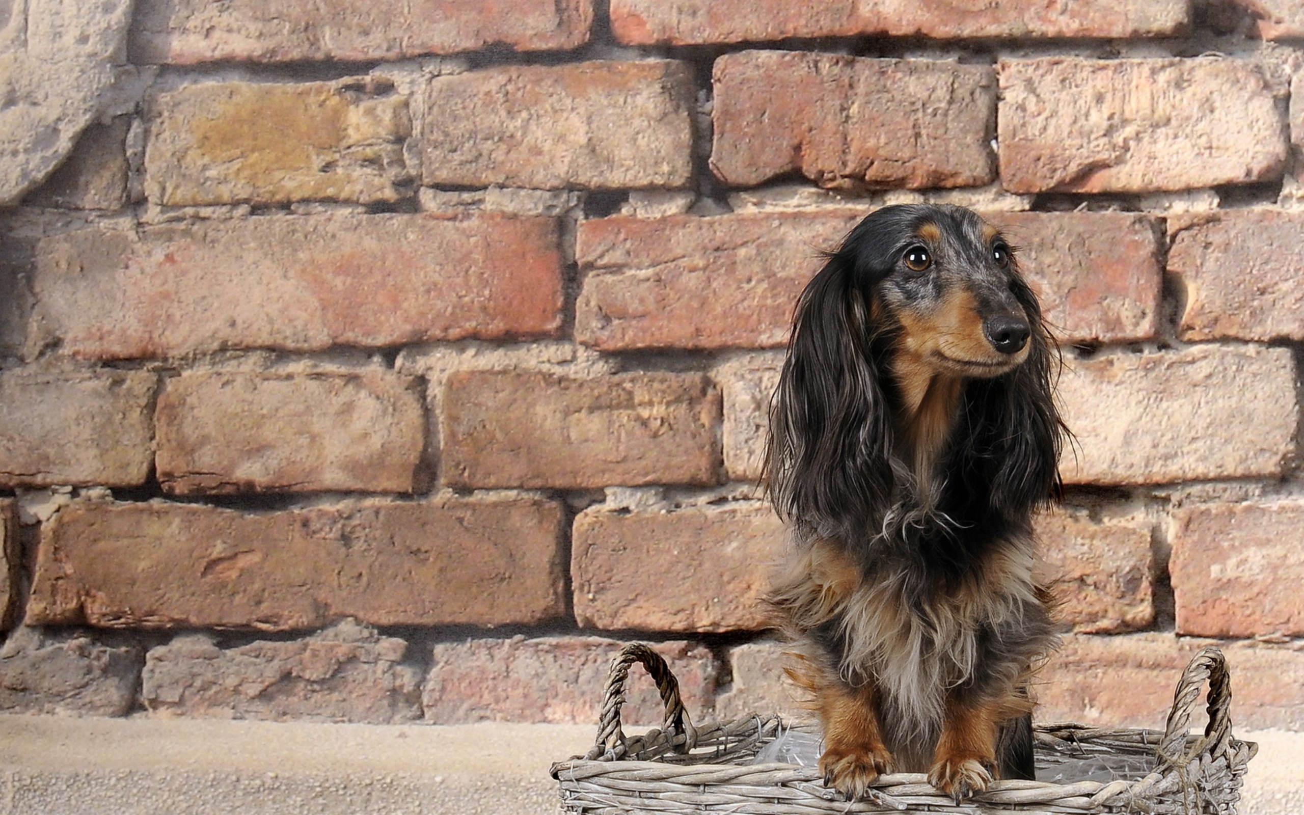 Funny Dog In Basket screenshot #1 2560x1600