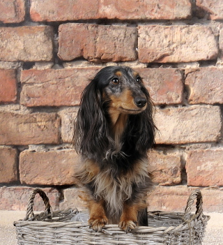 Funny Dog In Basket - Obrázkek zdarma pro 128x128