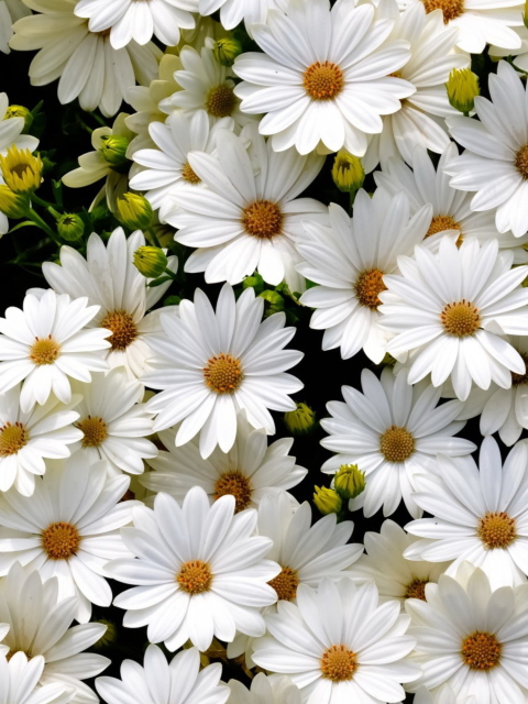 White Daisies wallpaper 480x640