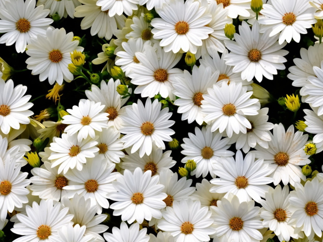 White Daisies wallpaper 640x480