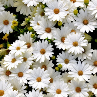 White Daisies Wallpaper for iPad 2