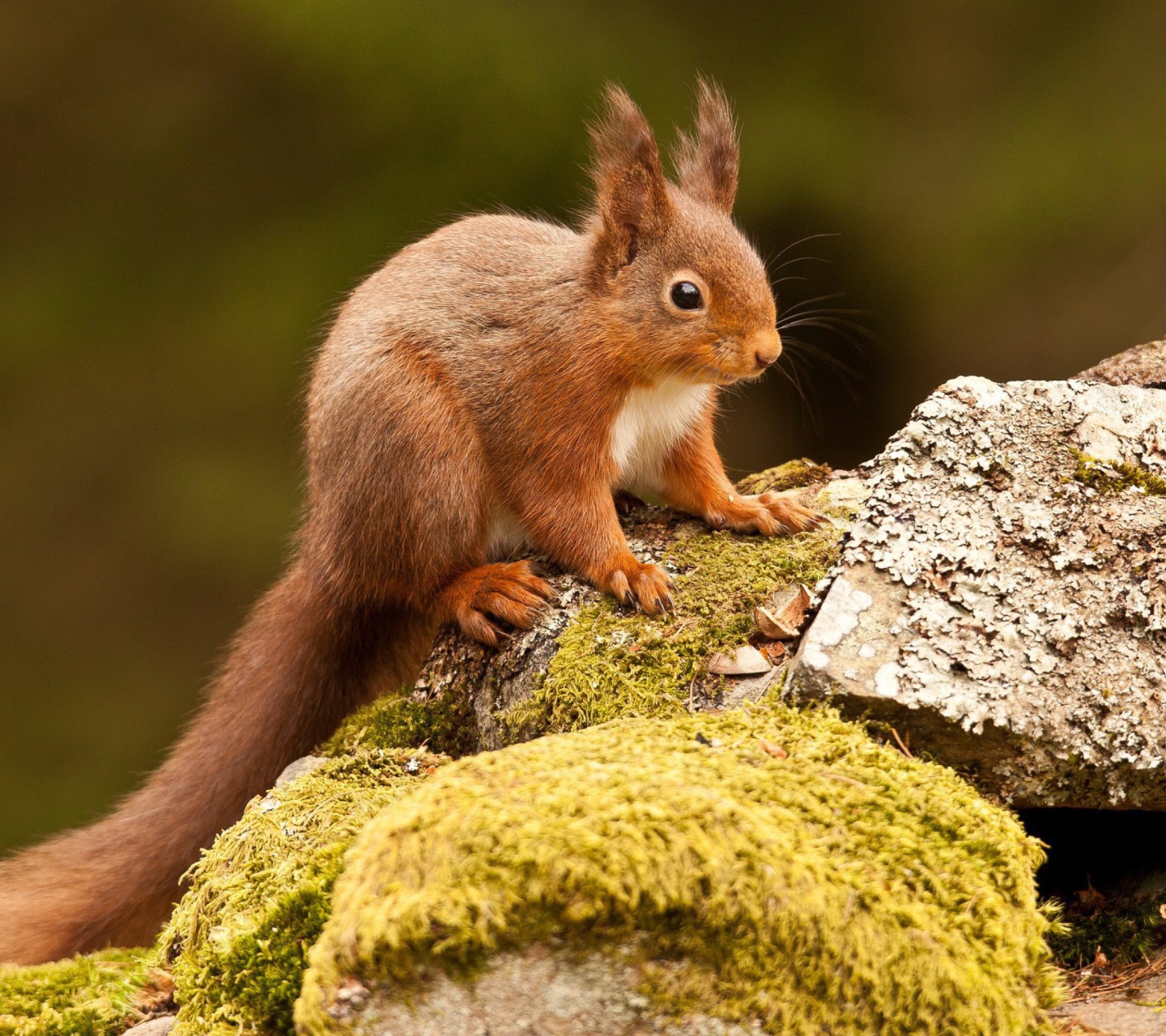 Eurasian red squirrel wallpaper 1440x1280