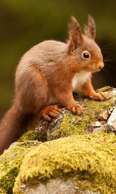 Das Eurasian red squirrel Wallpaper 240x400