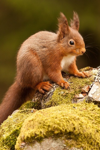 Обои Eurasian red squirrel 320x480