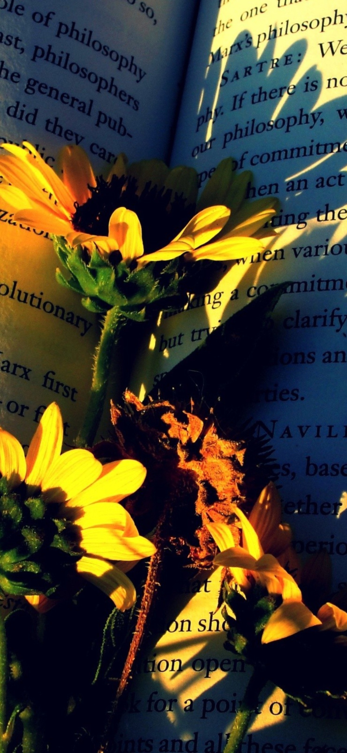 Yellow Daisies On Book Pages screenshot #1 1170x2532