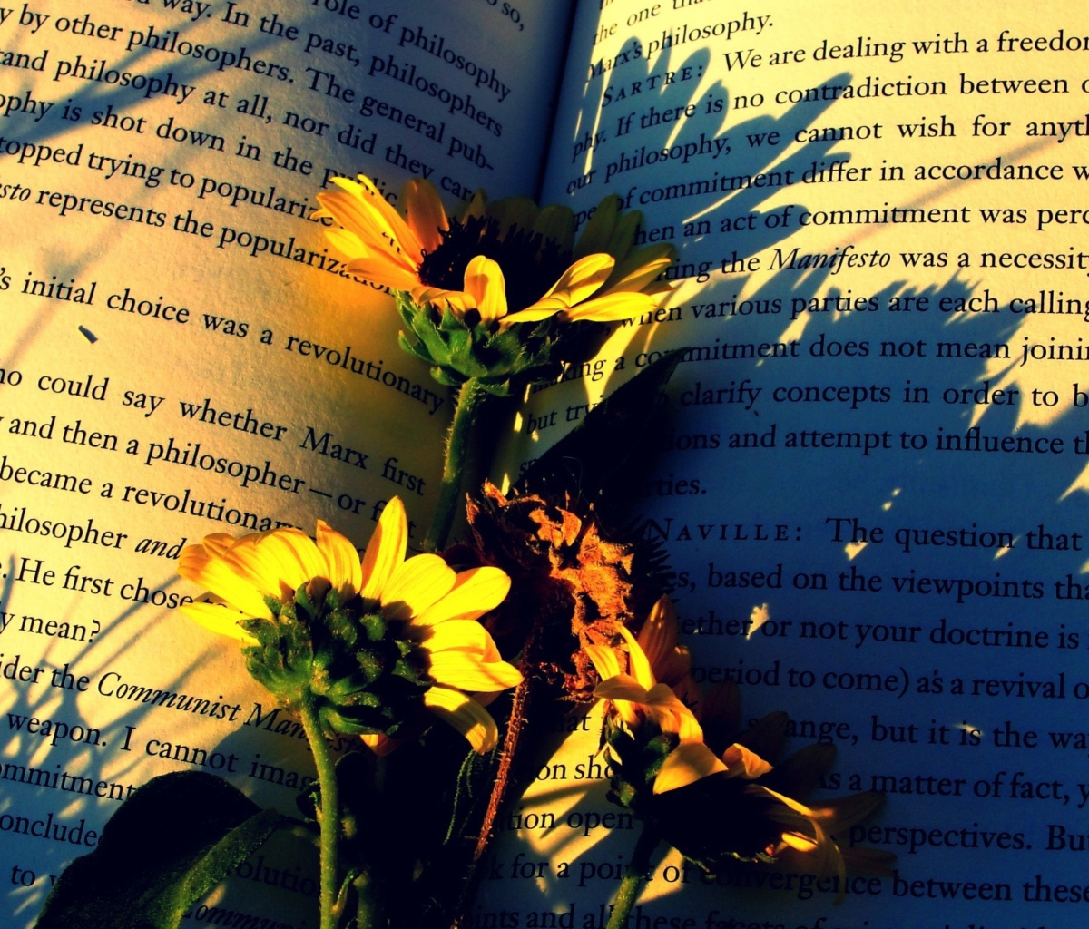 Yellow Daisies On Book Pages wallpaper 1200x1024