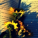 Yellow Daisies On Book Pages screenshot #1 128x128