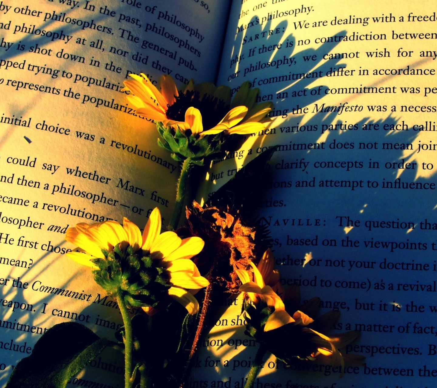 Sfondi Yellow Daisies On Book Pages 1440x1280