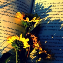 Sfondi Yellow Daisies On Book Pages 208x208