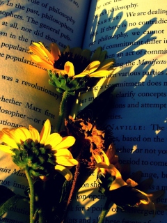 Yellow Daisies On Book Pages wallpaper 240x320