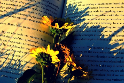 Обои Yellow Daisies On Book Pages 480x320