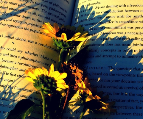 Yellow Daisies On Book Pages wallpaper 480x400