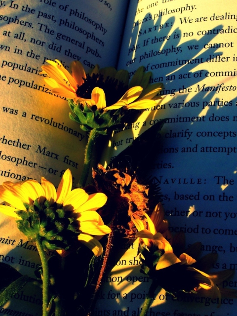 Das Yellow Daisies On Book Pages Wallpaper 480x640
