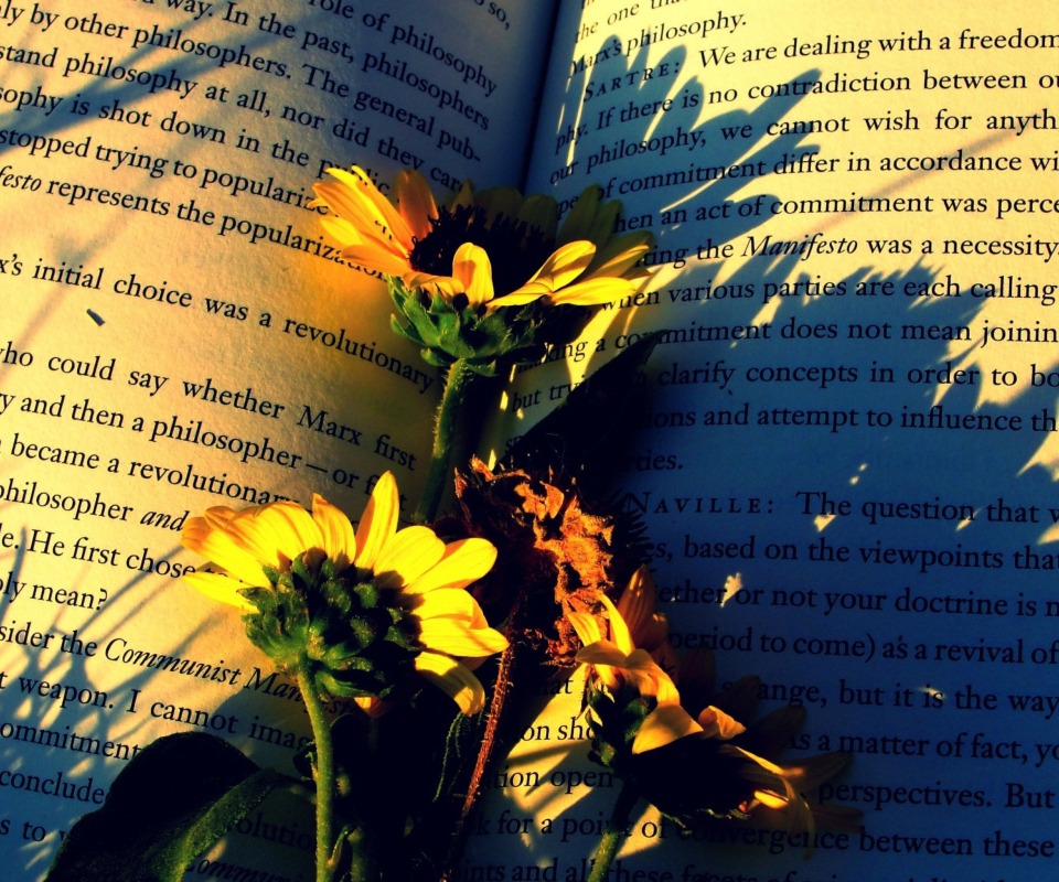 Yellow Daisies On Book Pages wallpaper 960x800