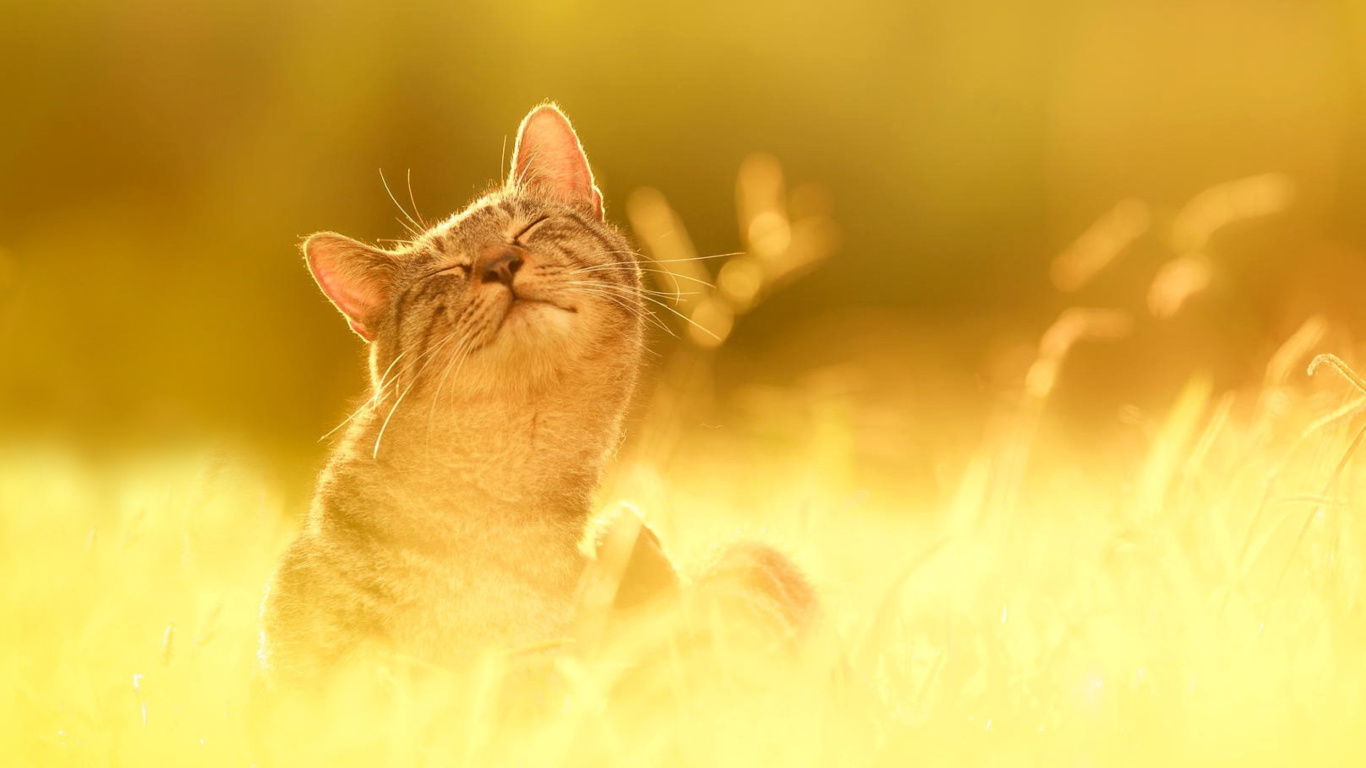 Happy Kitten wallpaper 1366x768