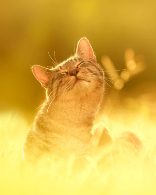 Happy Kitten - Obrázkek zdarma pro iPhone 5