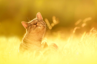 Happy Kitten - Obrázkek zdarma pro Samsung Galaxy Tab 2 10.1
