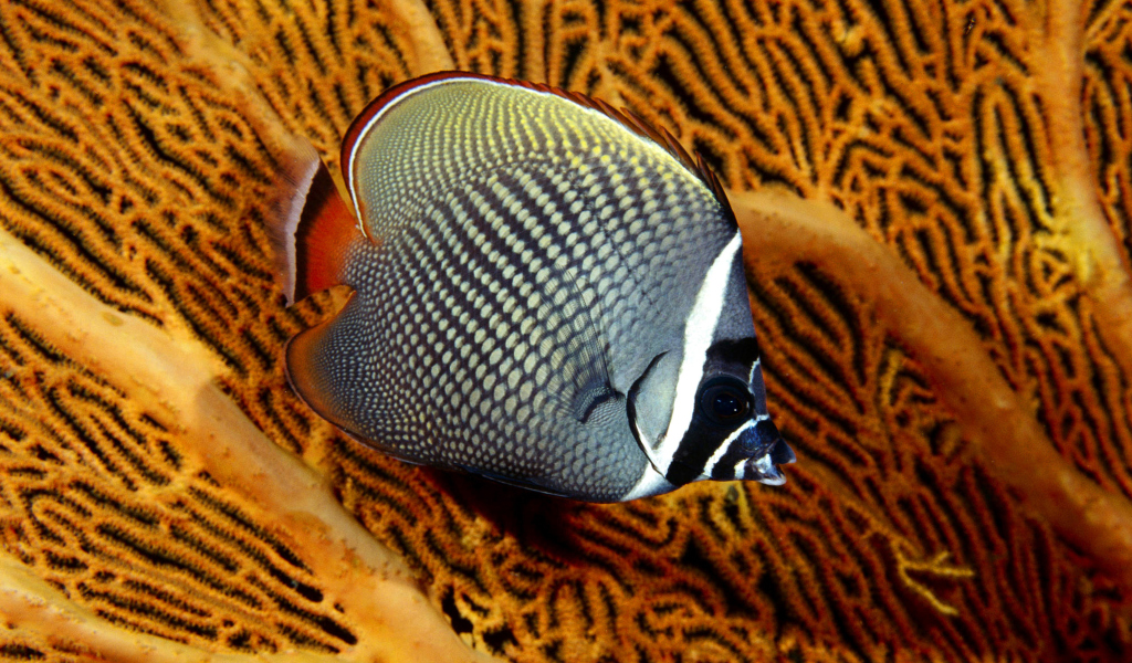 Fondo de pantalla Butterflyfish In Vietnam 1024x600