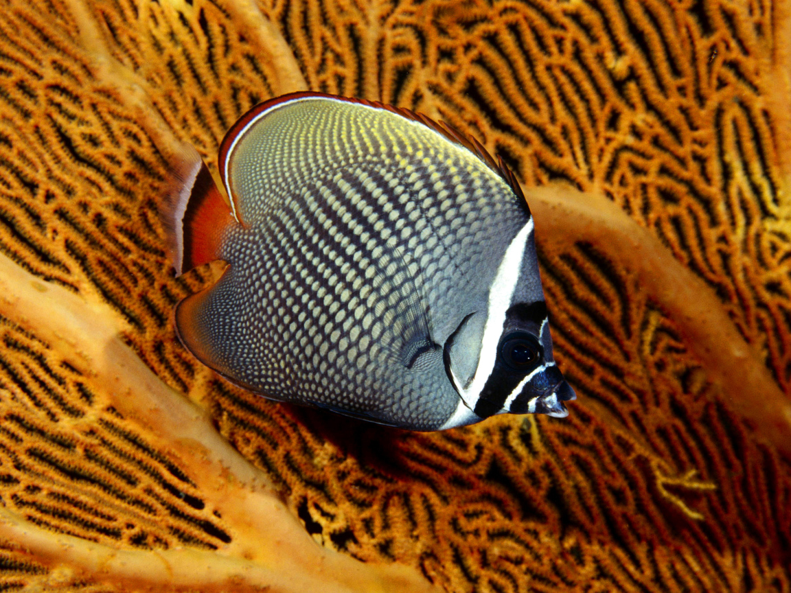 Обои Butterflyfish In Vietnam 1152x864